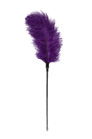 Federkitzler in violett